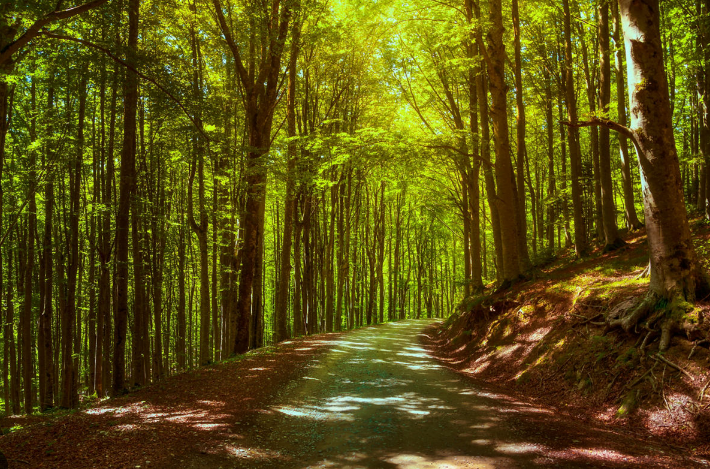 橡木樹林的保護(hù)